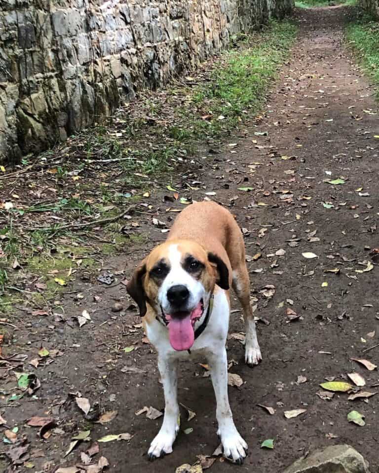 Saint Bernard Mixes: 25 Adorable Crossbreeds (With Pictures)