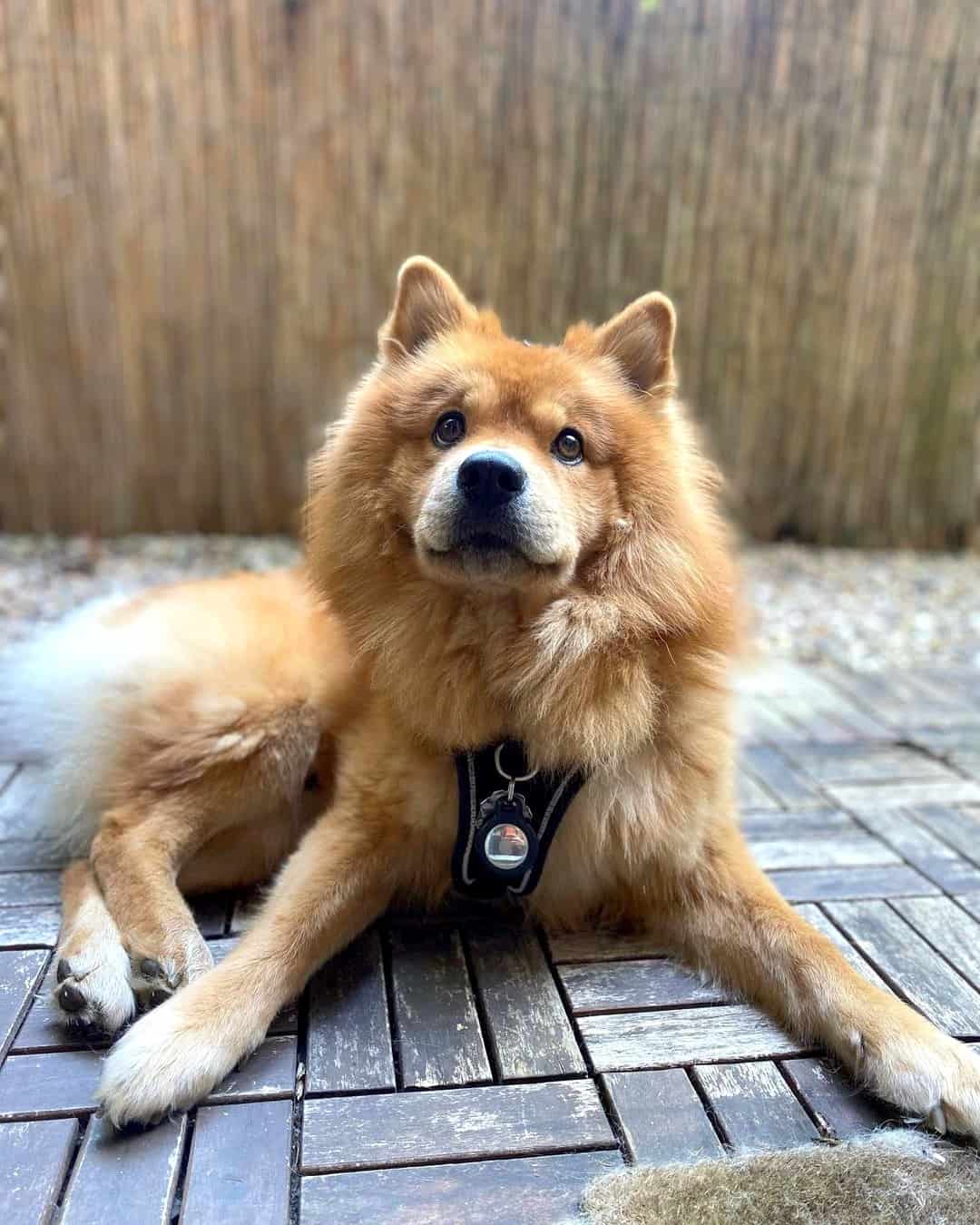 Red Cantonese Bear Dog Does It Really Exist or Just a Hoax?