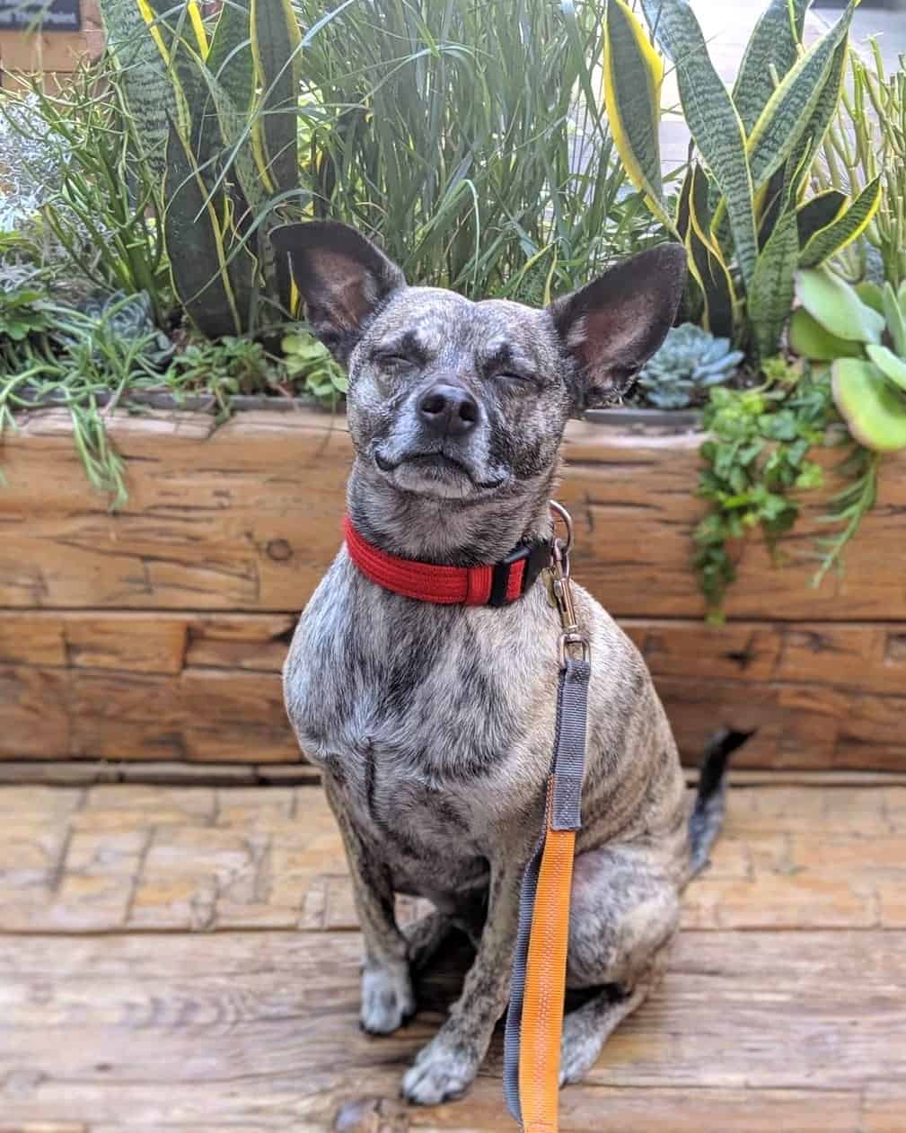 Whippet Mixes 31 Different Whippet Hybrids