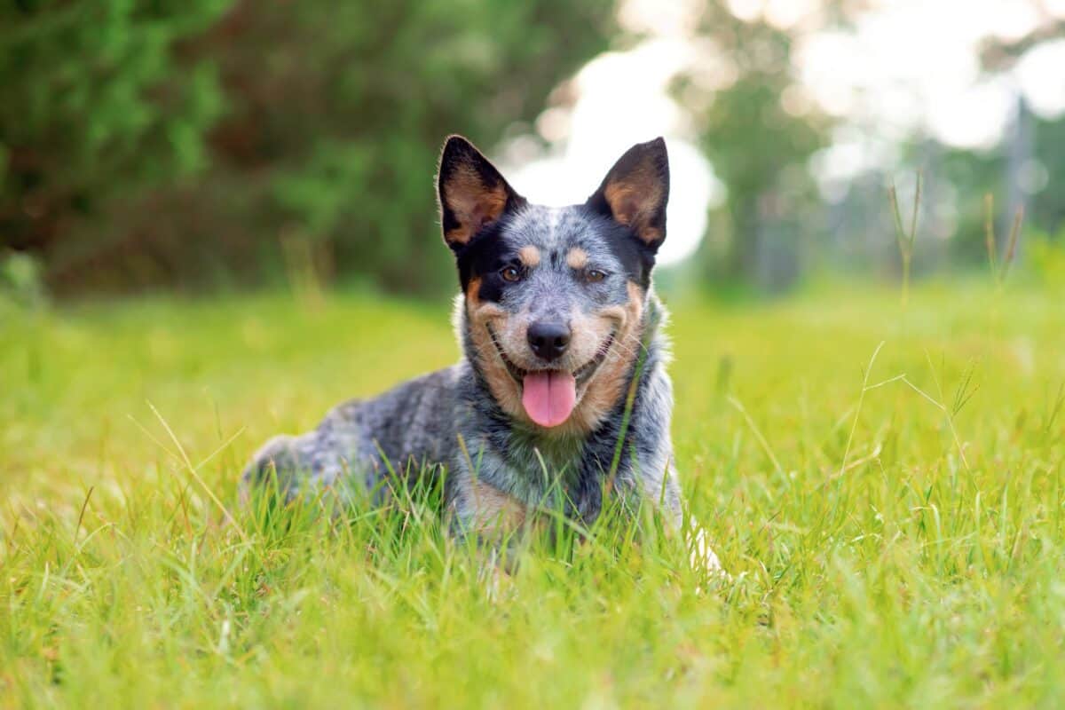 Queensland Heeler laying down in grass