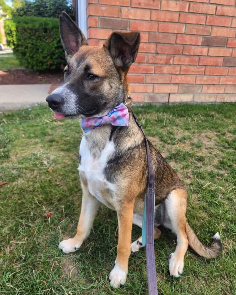 Red Heeler German Shepherd Mix Info, Pictures, Traits & Facts