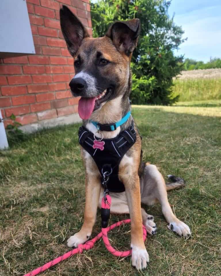 Red Heeler German Shepherd Mix Info, Pictures, Traits & Facts