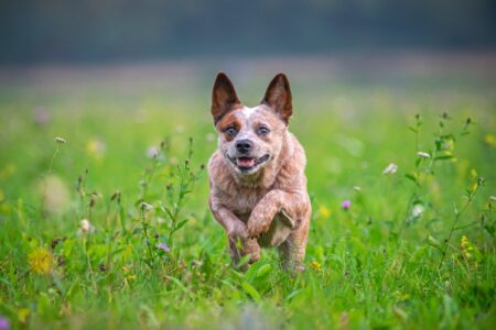 Queensland Heeler | Breed Information, Pictures, Traits & Facts