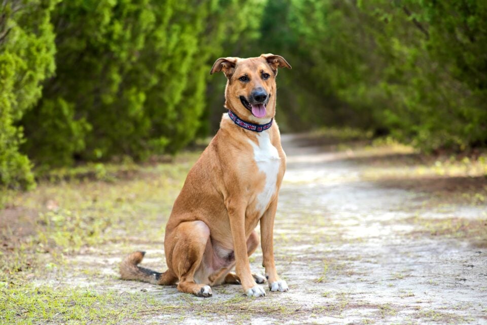 rhodesian-ridgeback-german-shepherd-mix-info-pictures-facts-faqs