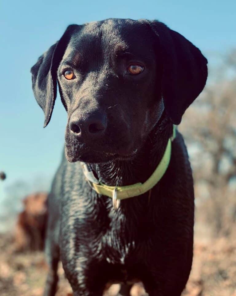 Vizsla Mixes 25 Loyal Crossbreeds You'll Love (With Pictures)