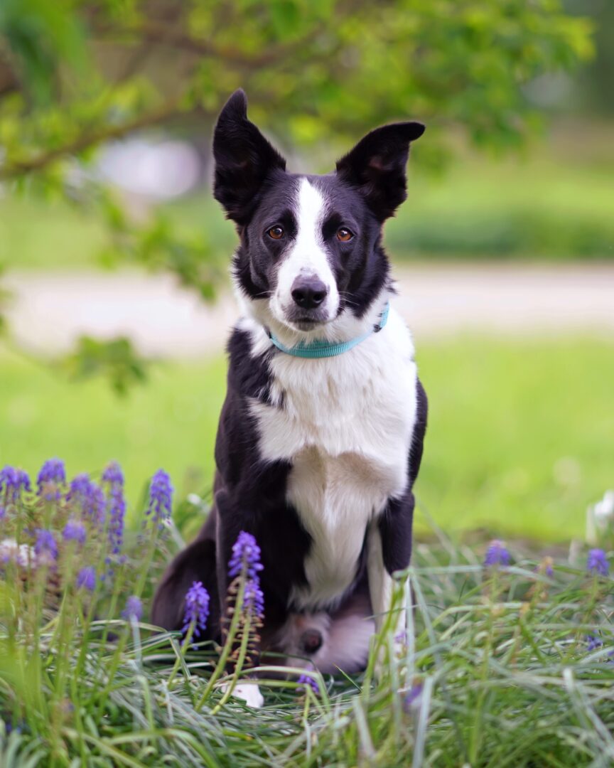ShortHaired Border Collie Facts, Pictures, Health & FAQs