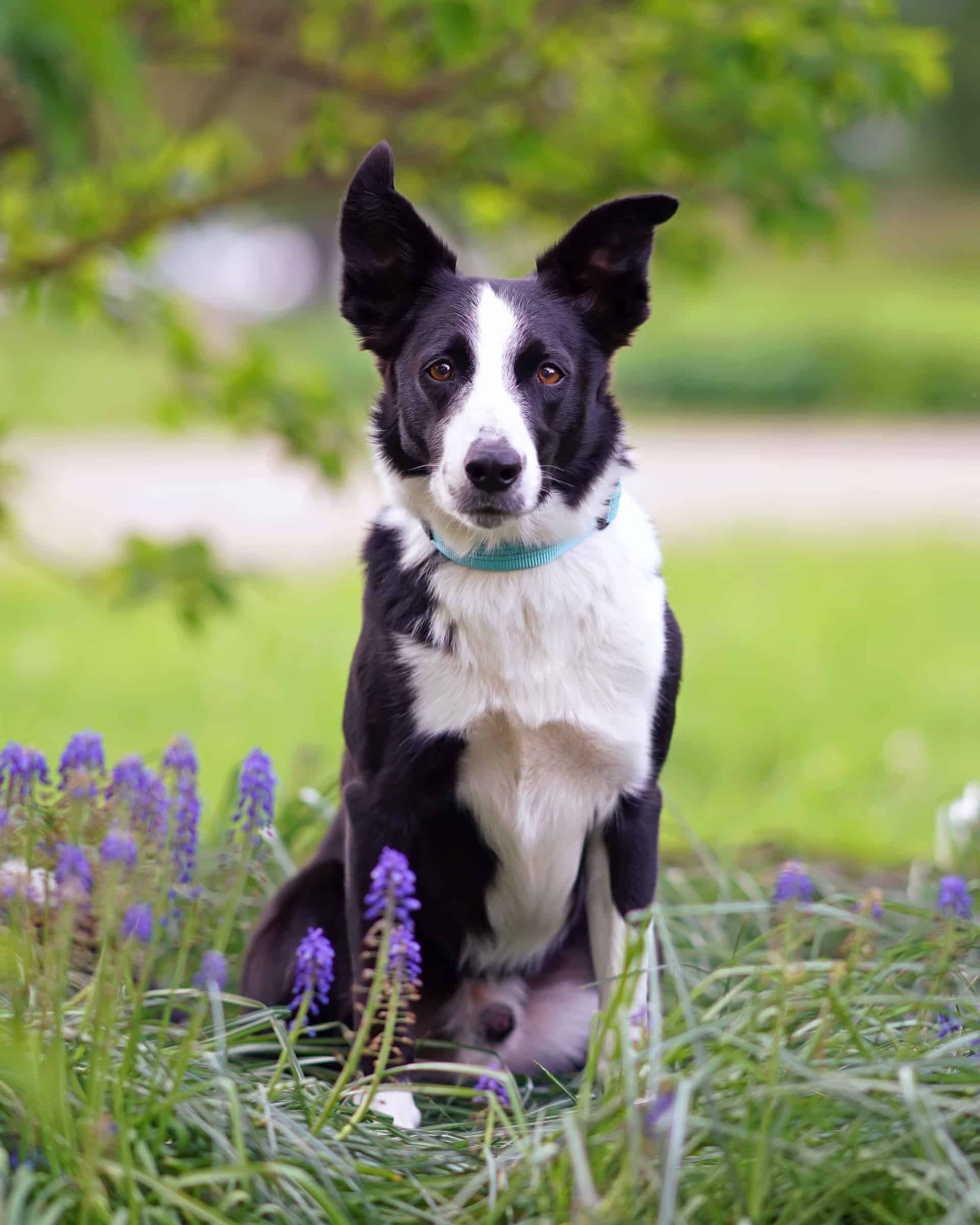 ShortHaired Border Collie Facts, Pictures, Health & FAQs