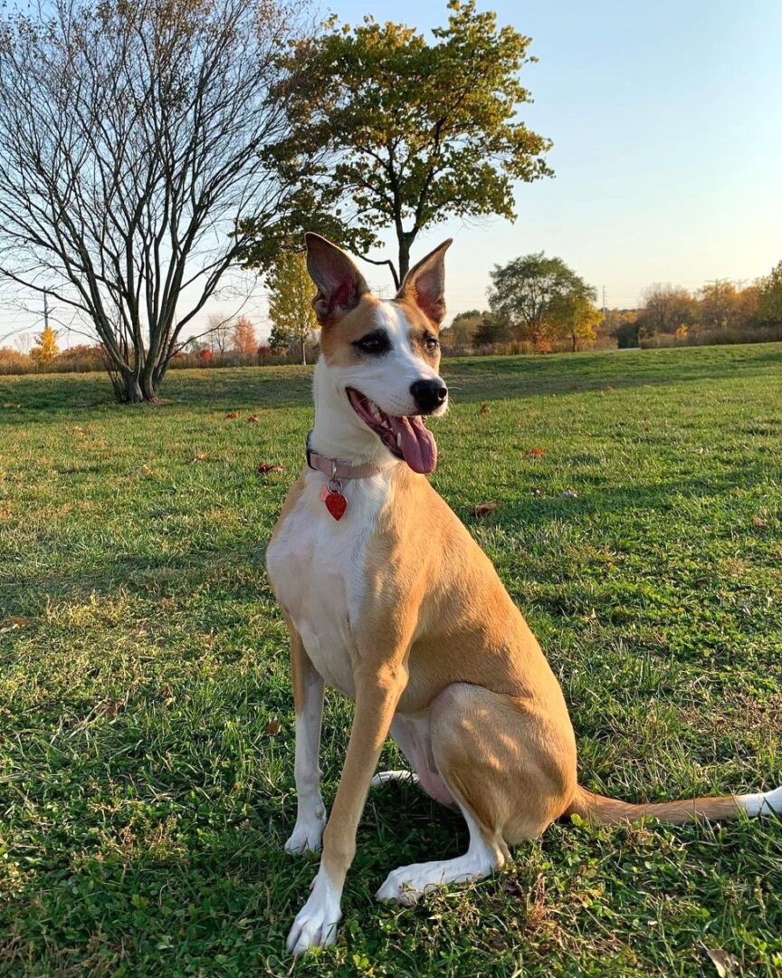 Whippet Mixes 31 Different Whippet Hybrids (With Pictures)