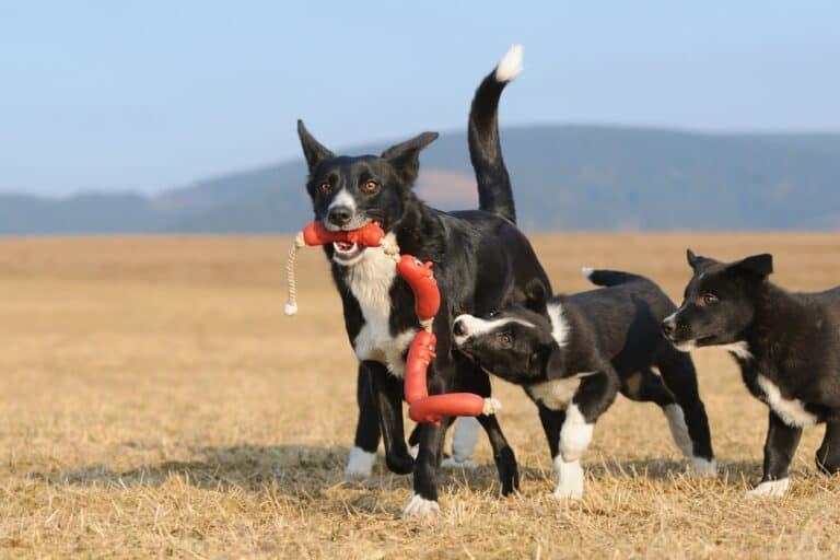 ShortHaired Border Collie Facts, Pictures, Health & FAQs