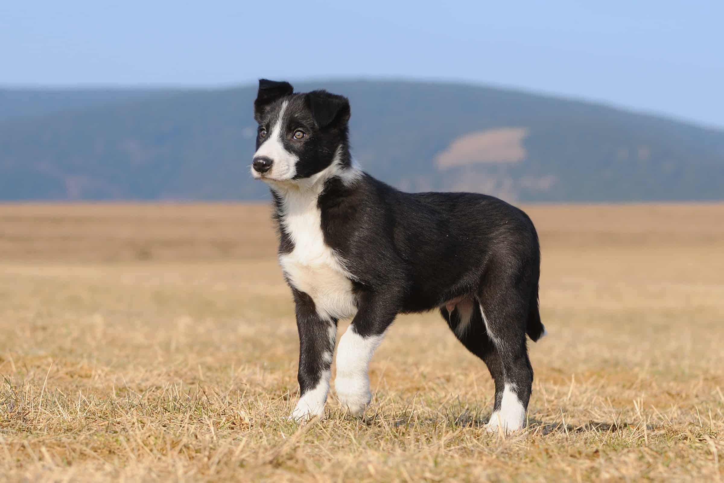 ShortHaired Border Collie Facts, Pictures, Health & FAQs