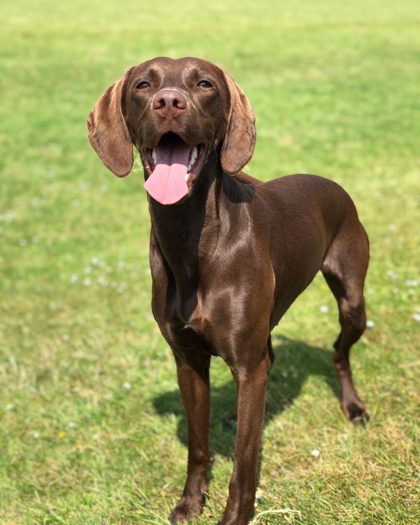 Vizsla Mixes 25 Loyal Crossbreeds You'll Love