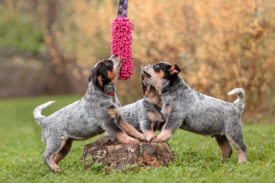 10 Best Australian Cattle Dog Breeders (2024) Our Top 10 Picks!