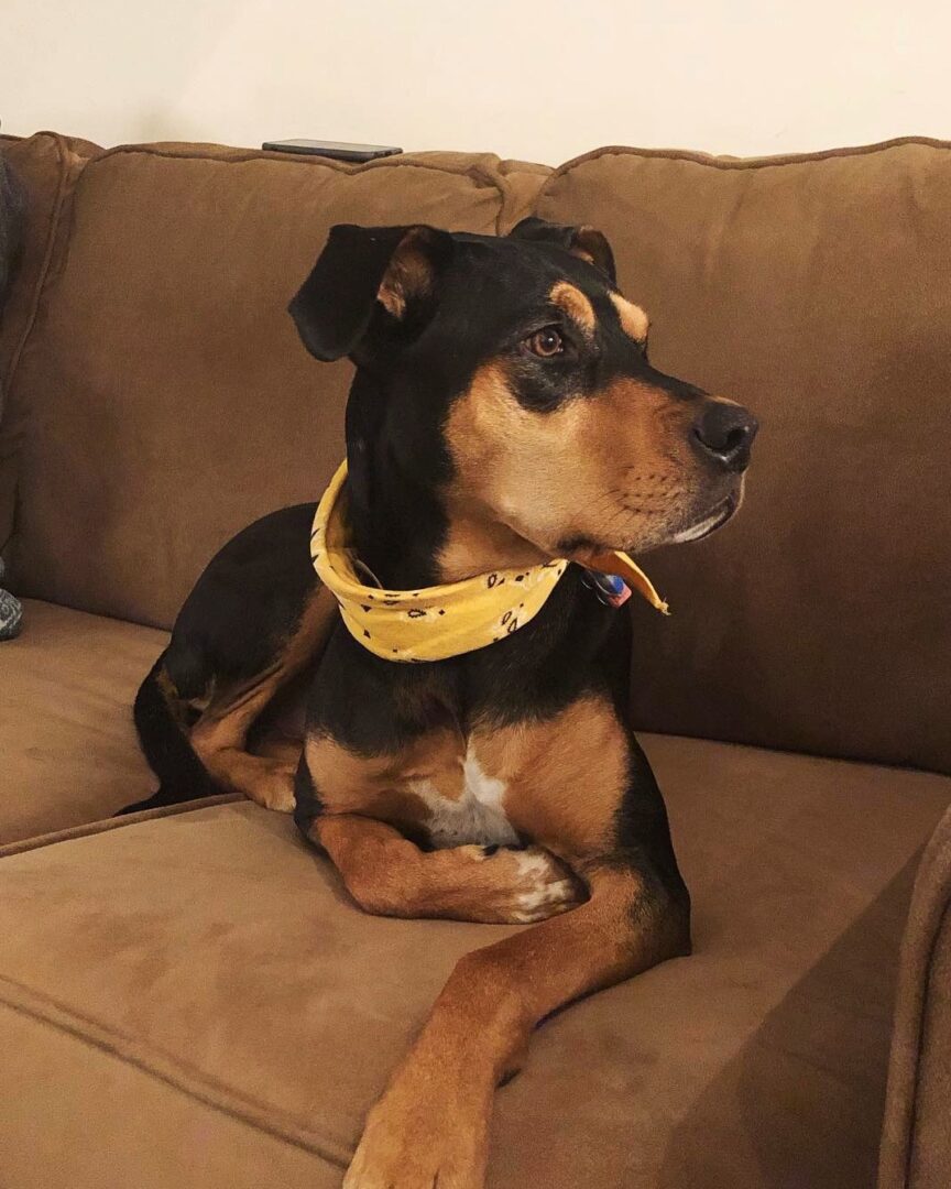 Vizsla Mixes 25 Loyal Crossbreeds You'll Love (With Pictures)