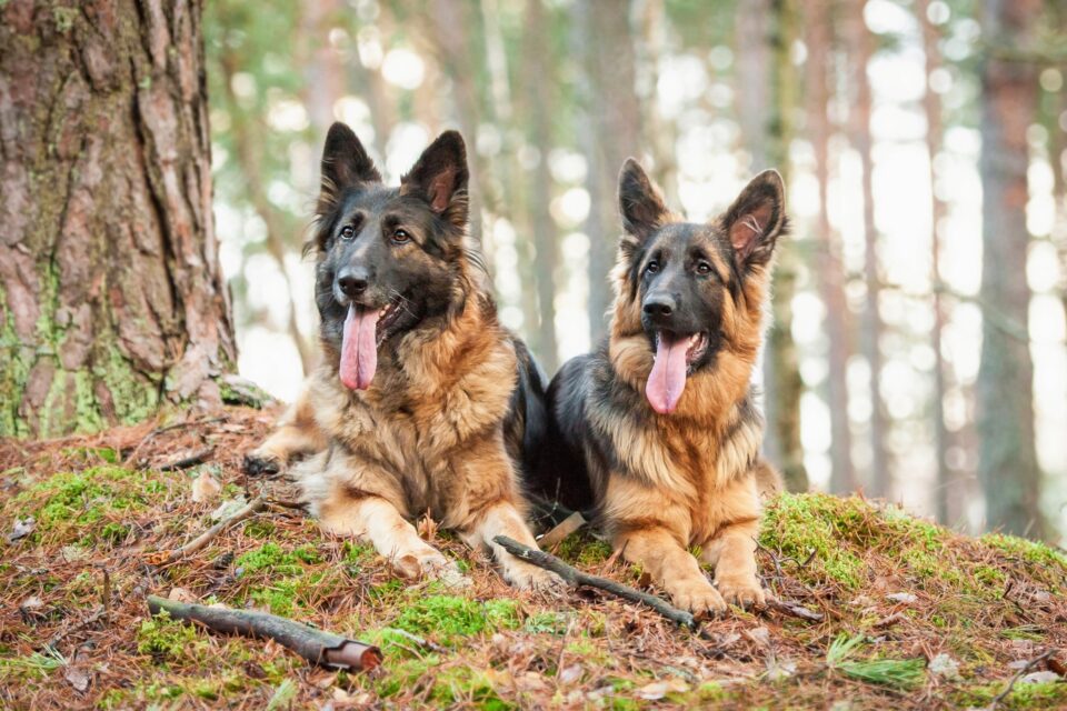 Alsatian Dog Breed Information, Pictures, Traits & Facts