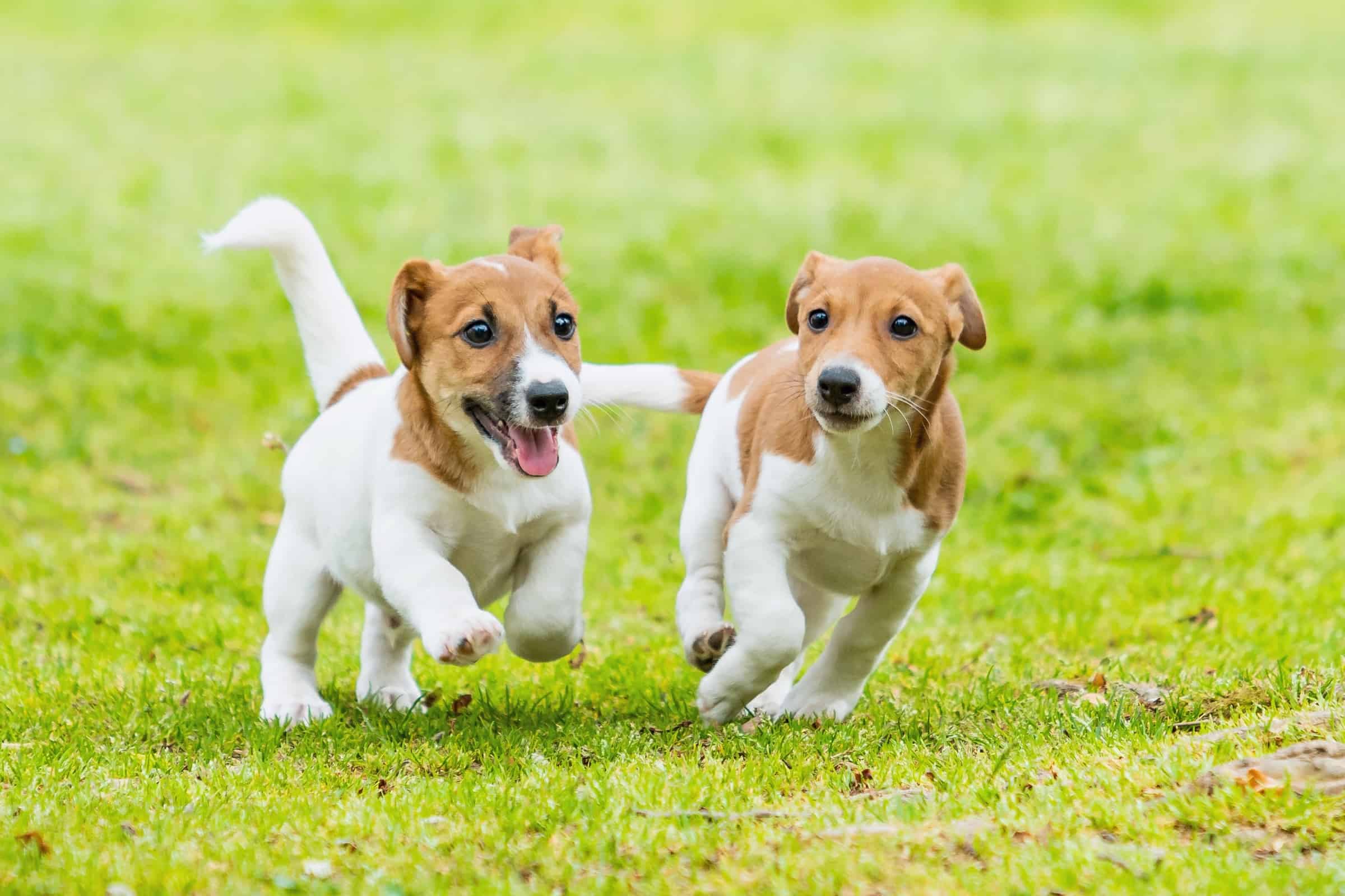 How Much Does a Jack Russell Terrier Cost? (2023 Price Guide)