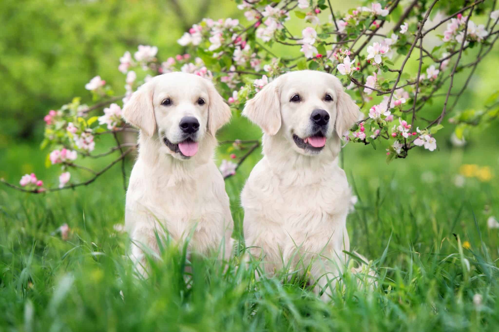 Dog Tongue Color Chart Symptoms, Causes & What to Do