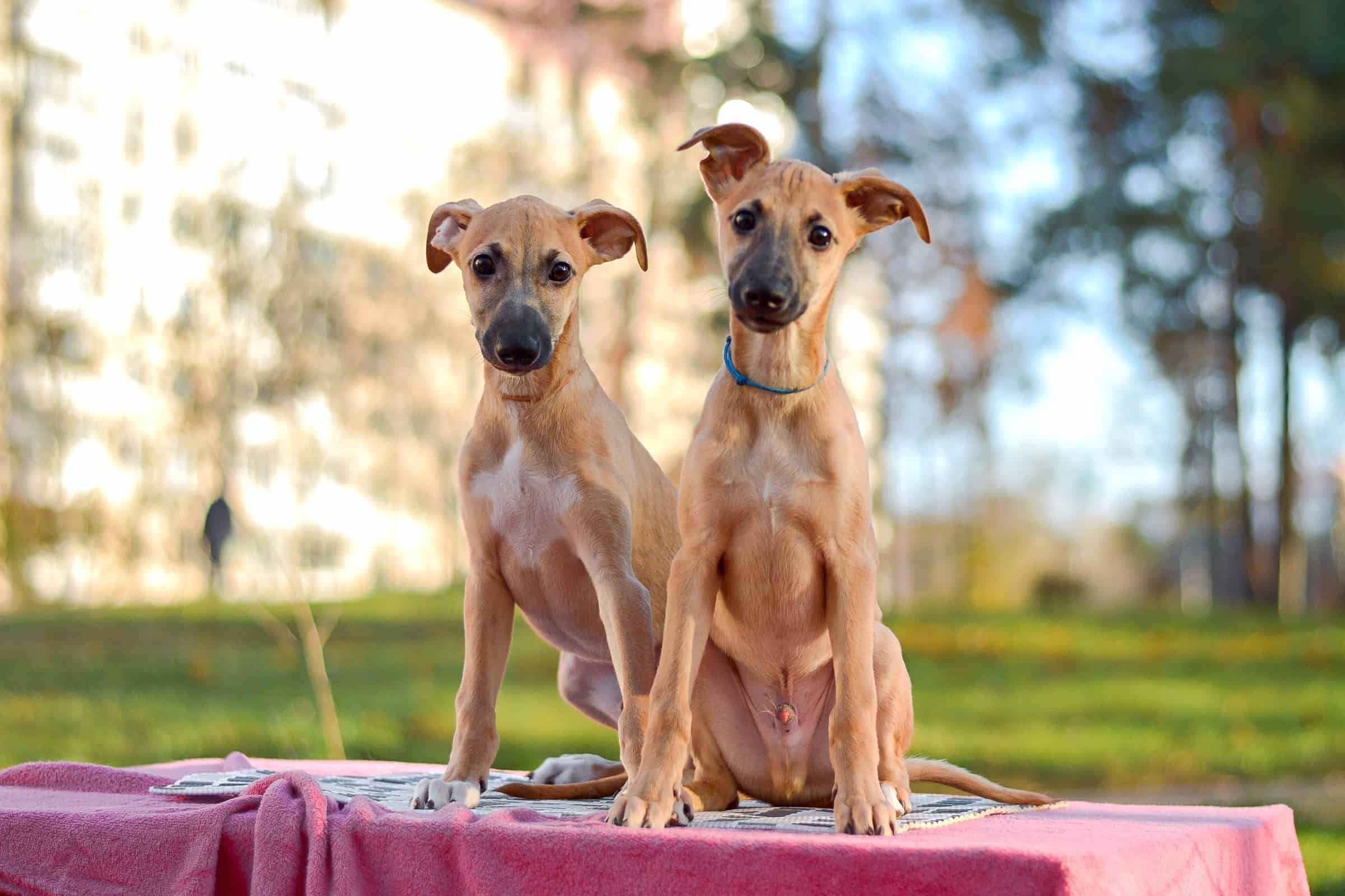 Whippet Mixes 31 Different Whippet Hybrids (With Pictures)