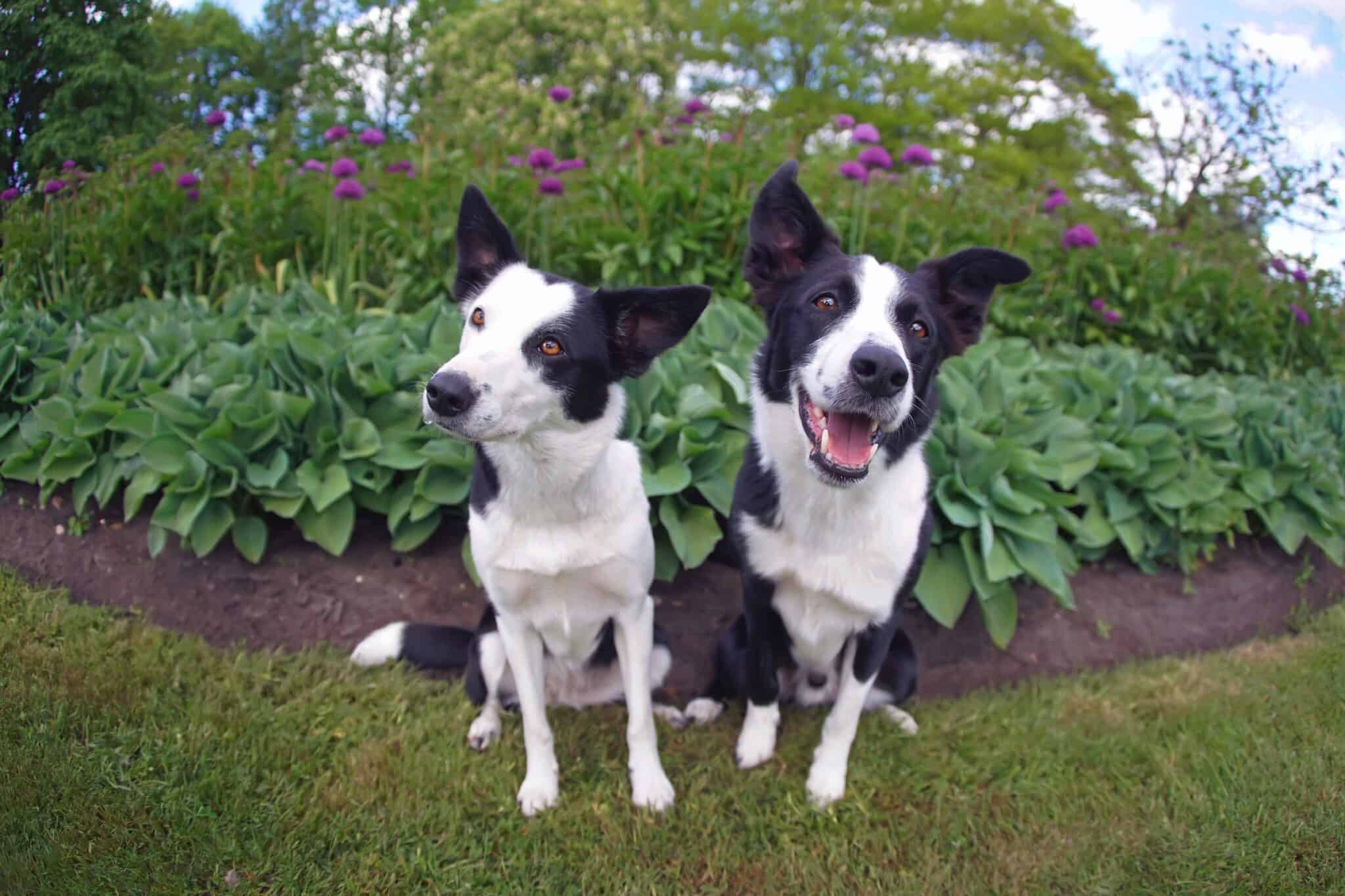 ShortHaired Border Collie Facts, Pictures, Health & FAQs