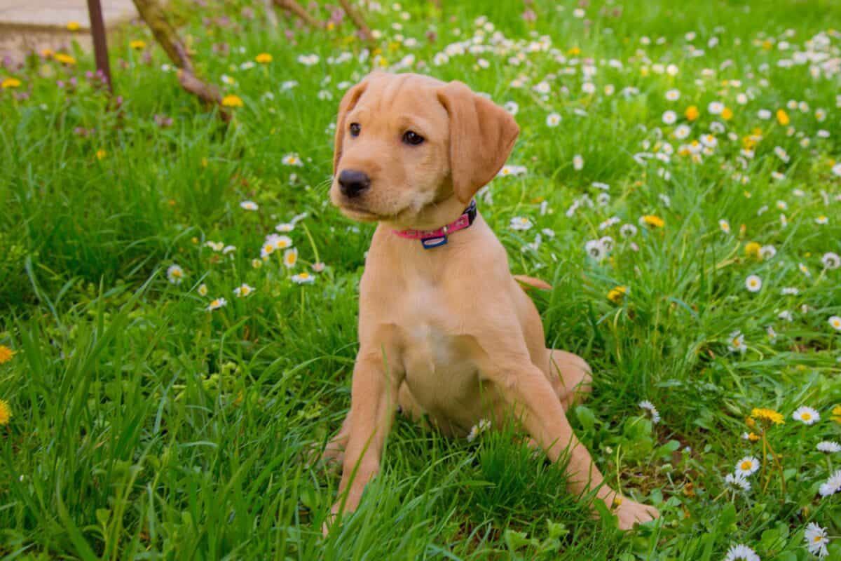 Vizsla mix puppy for sale and adoption