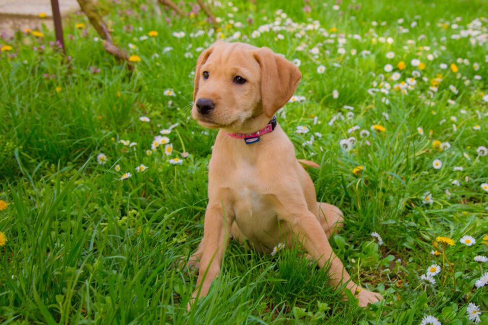 Vizsla Mixes 25 Loyal Crossbreeds You