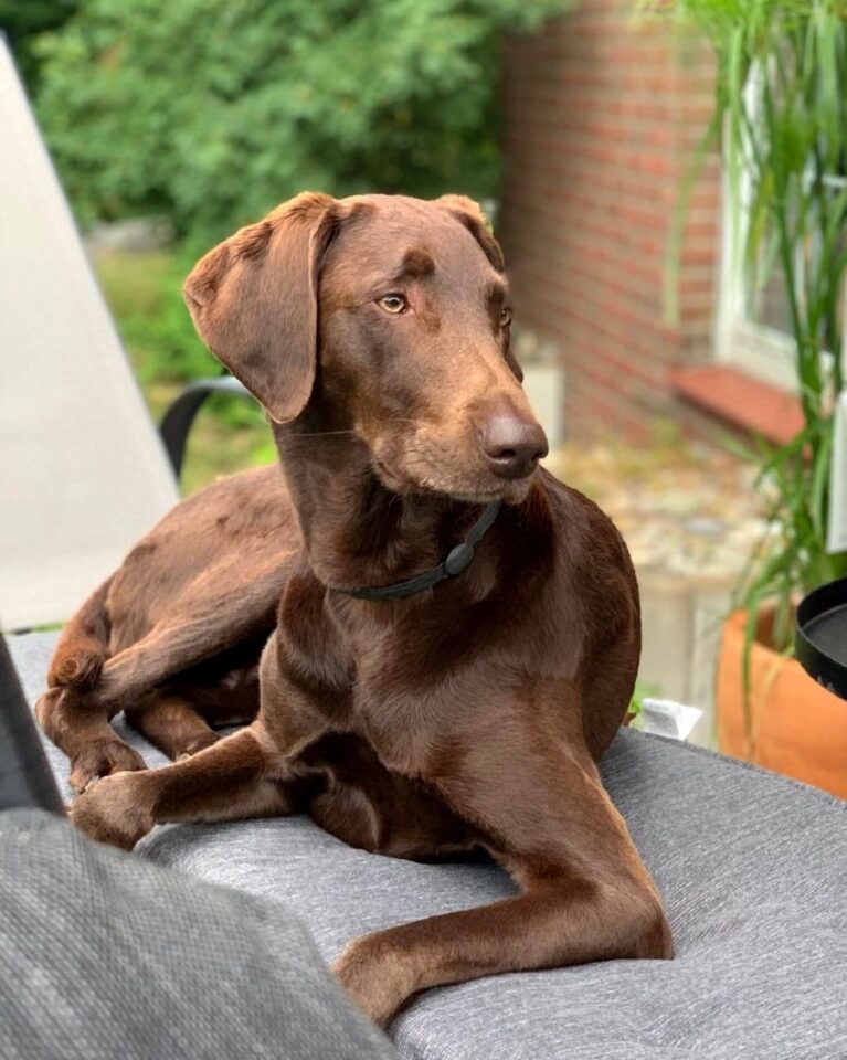 Vizsla Mixes 25 Loyal Crossbreeds You'll Love