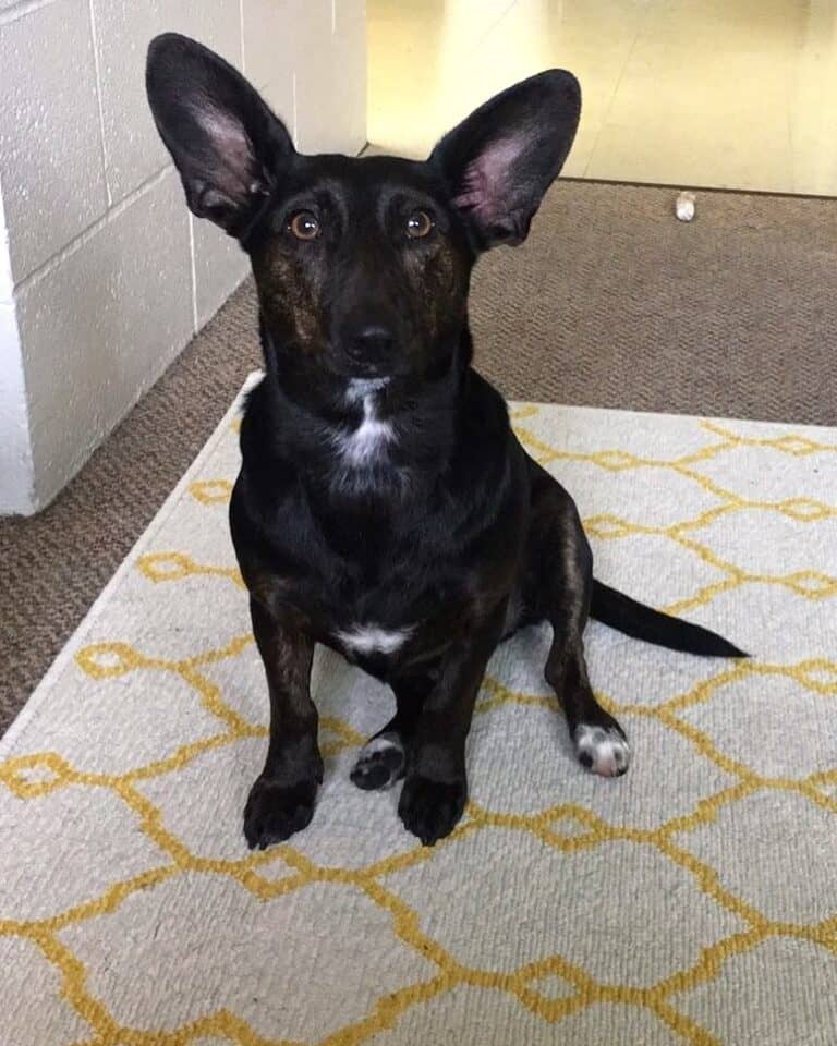 Whippet Mixes 31 Different Whippet Hybrids