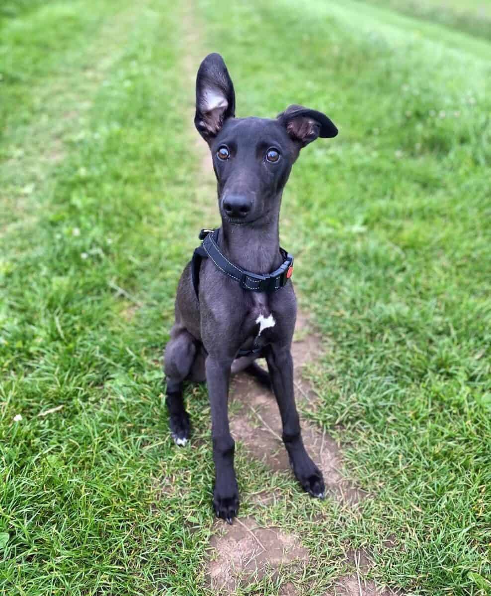 Greyhound Mixes 21 Unique Crossbreeds With Pictures Greyhound Mixes 21 Unique Crossbreeds With Pictures