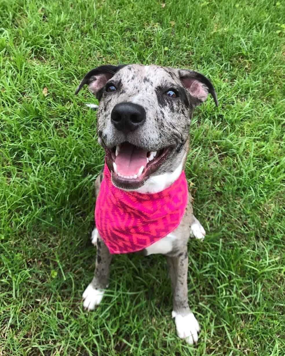 Whippet Mixes 31 Different Whippet Hybrids