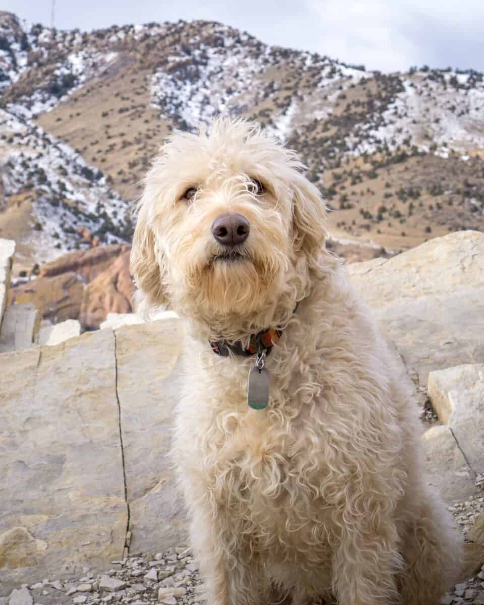 White cream Goldendoodle on a mountain