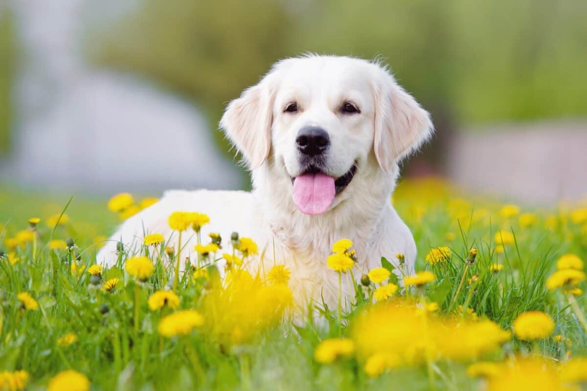 White dog with healthy tongue color