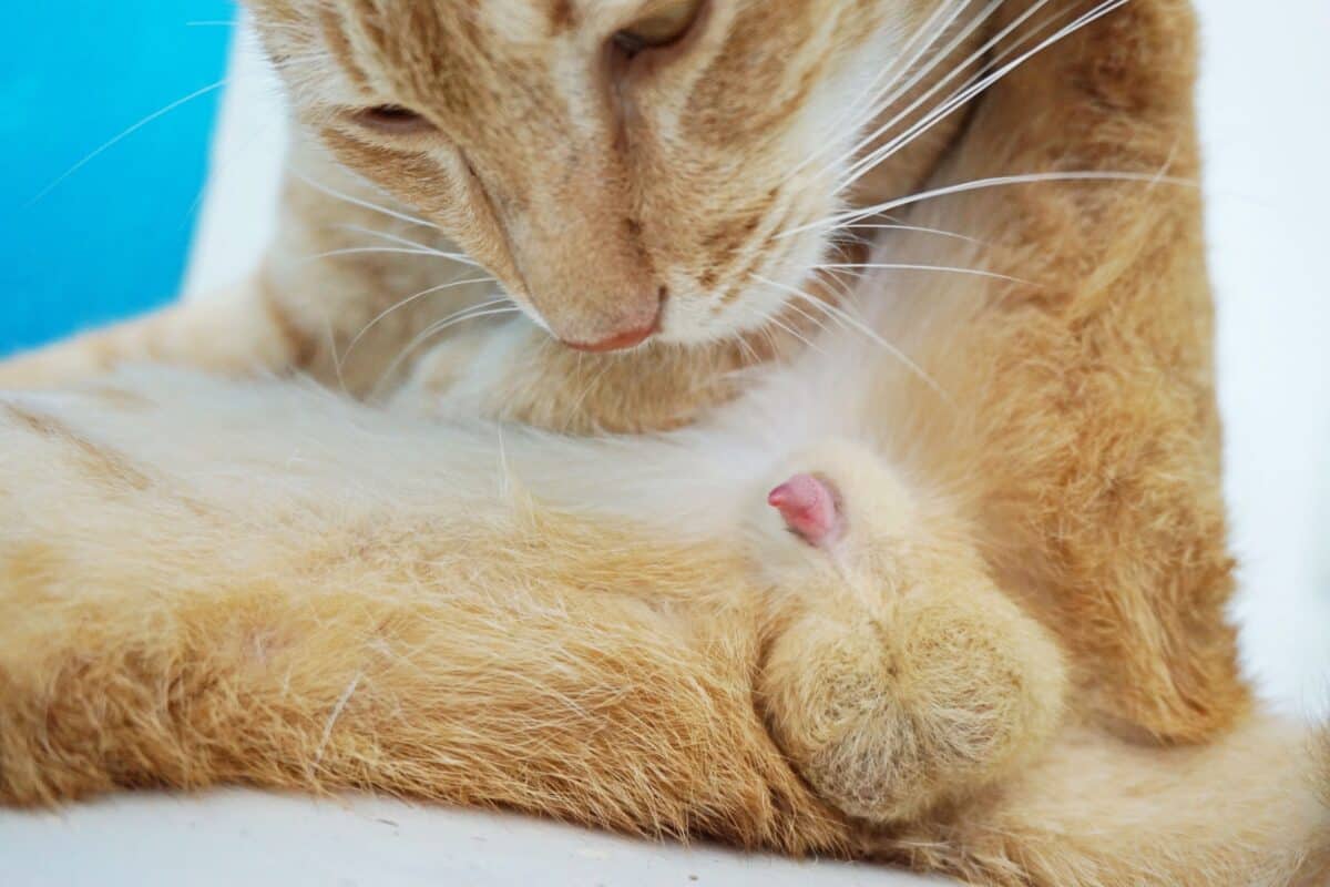 Yellow cat with barbed cat penis