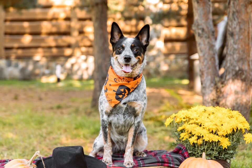 Queensland Heeler Breed Information, Pictures, Traits & Facts