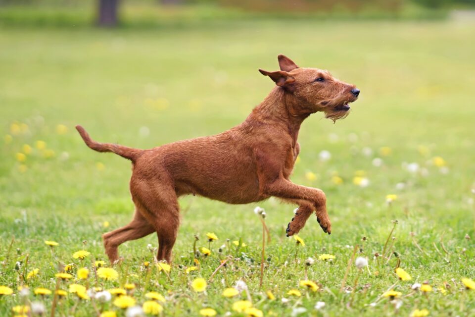 My Dog Jumped After Being Spayed! (Should You Worry?)