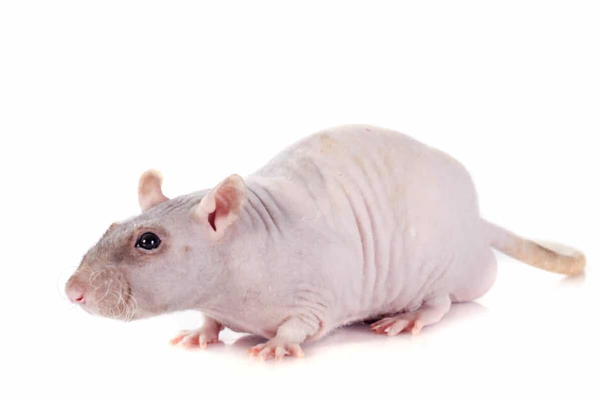 Adult bald rat on a white background