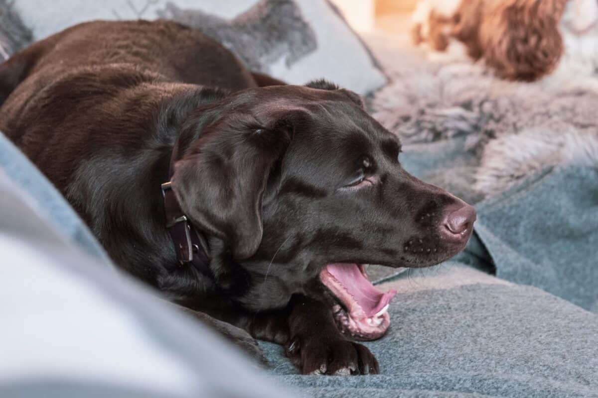 Black dog sounds like he has a hairball