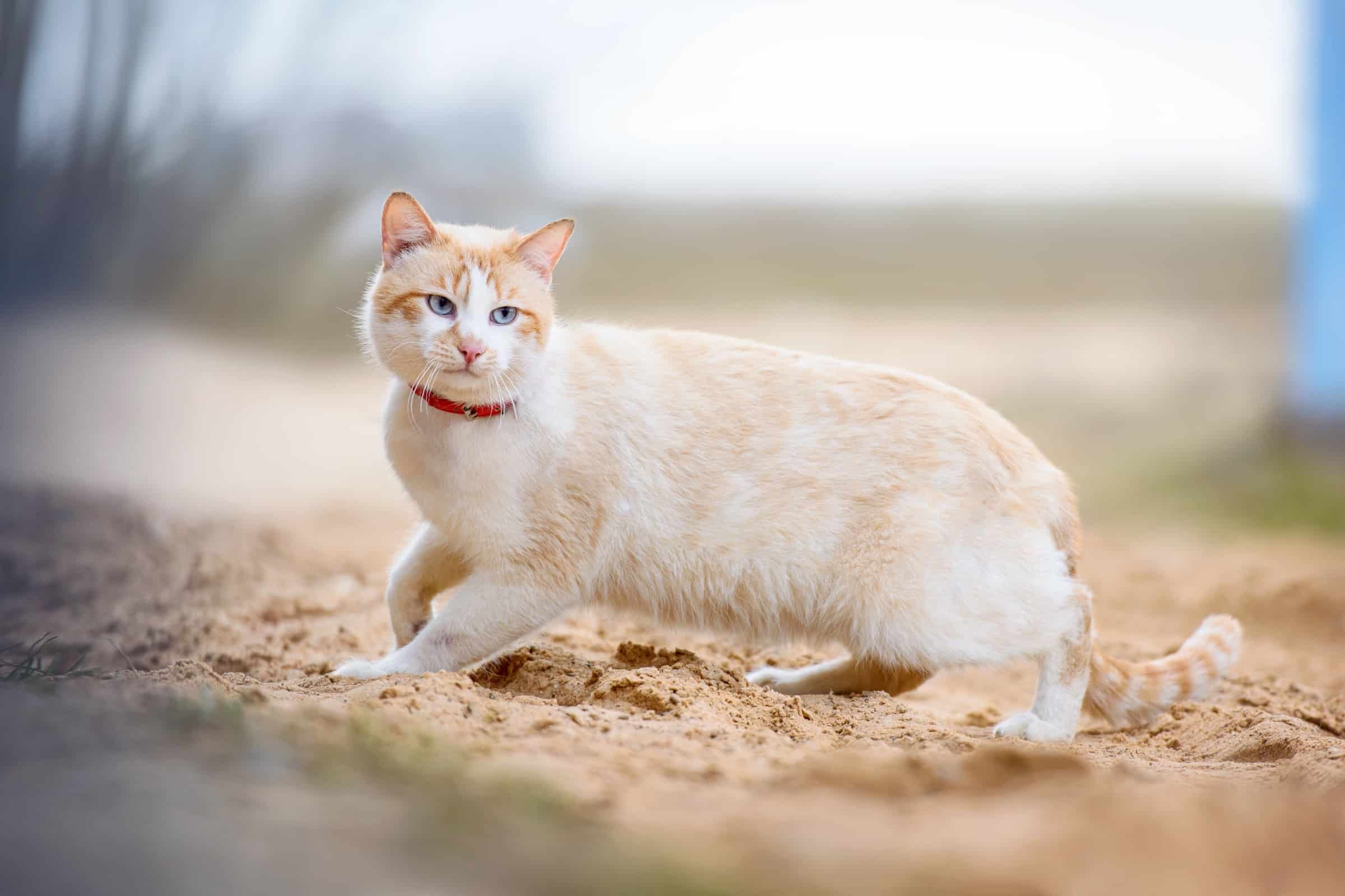10 Fun Facts About CreamColored Cats (& Cream Tabby Cats)