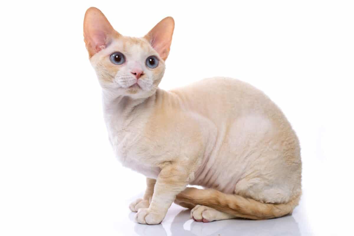 Cream colored cat in white background