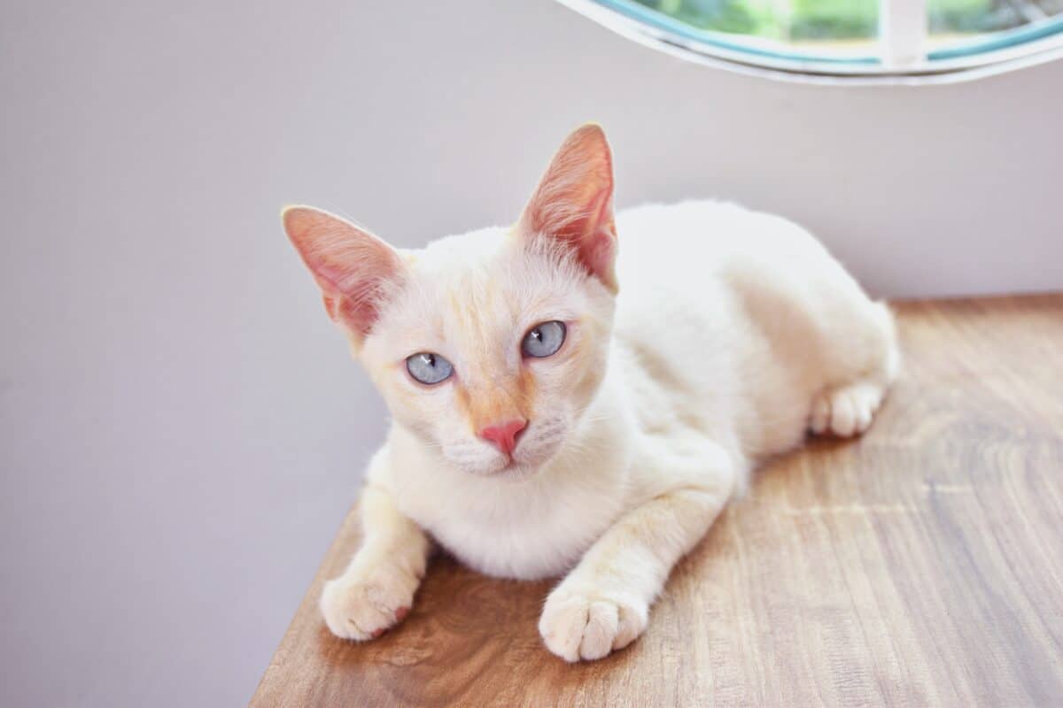 Cute cream point cat with blue eyes
