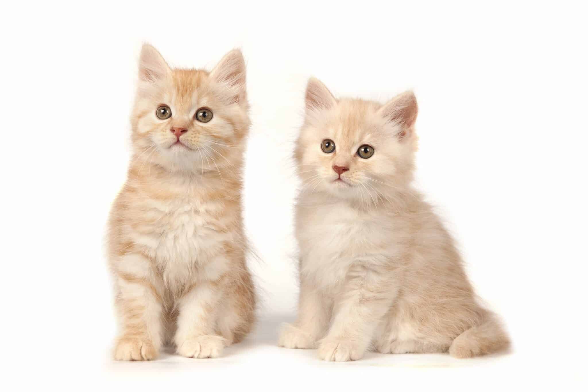 10 Fun Facts About CreamColored Cats (& Cream Tabby Cats)