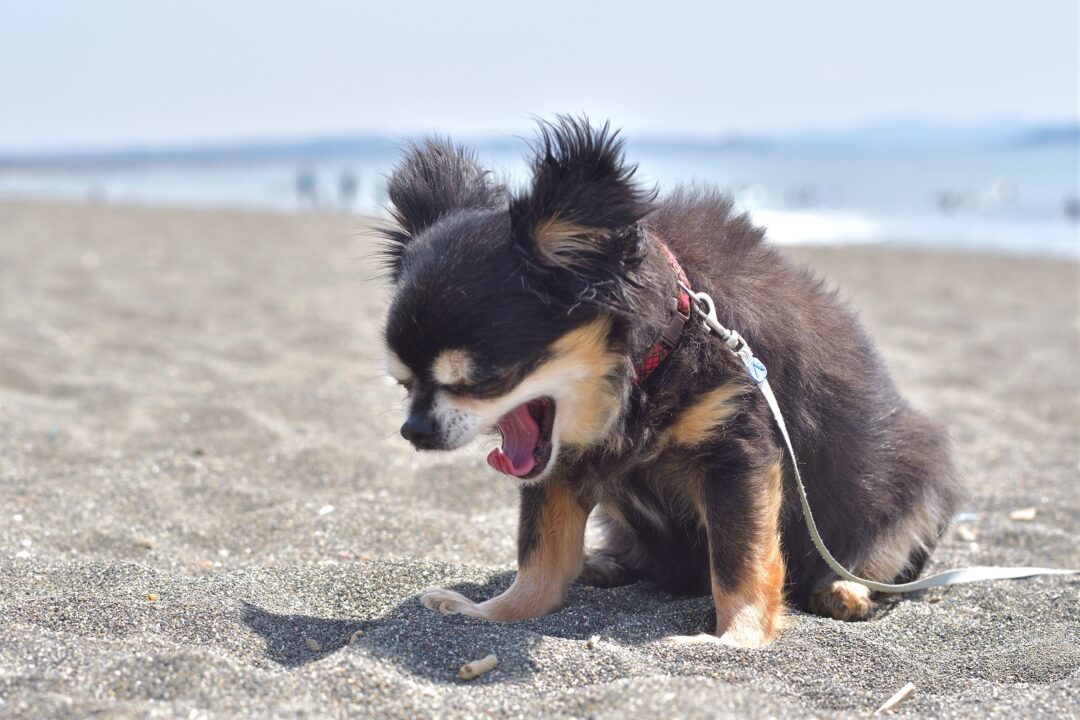 My Dog Sounds Like He Has a Hairball Here's What to Do