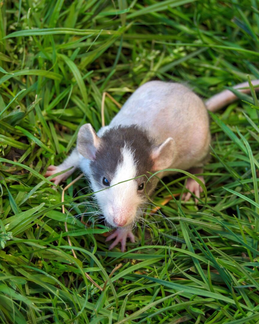 Hairless Rat Facts, Personality, Lifespan & Care