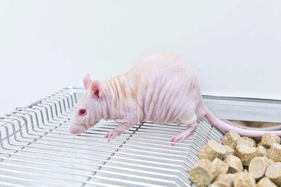 Hairless Rat Facts, Personality, Lifespan & Care
