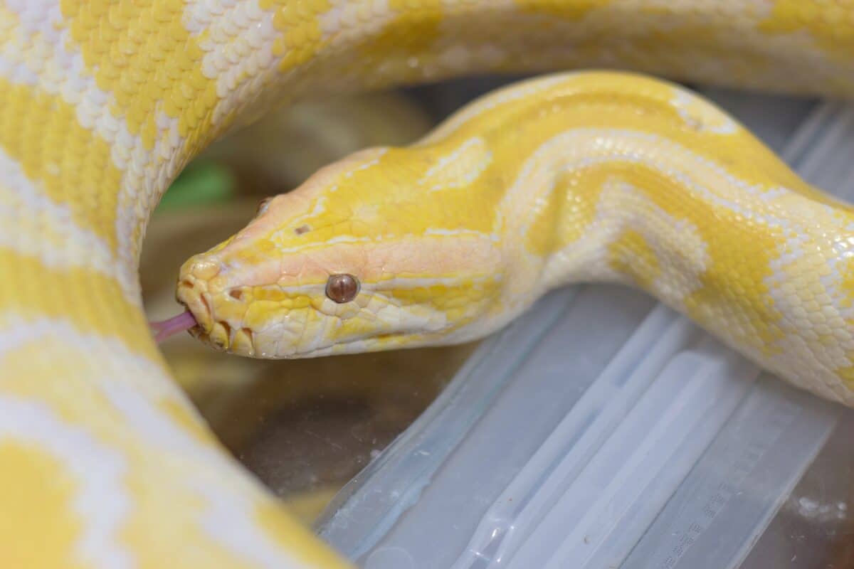 Picture of an albino snake close up