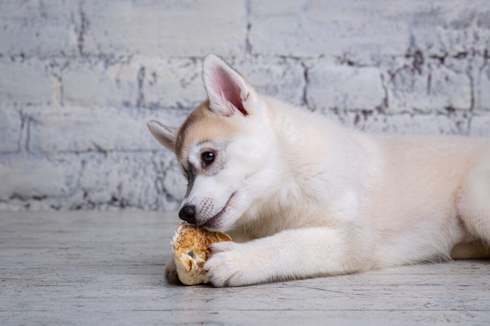 Are Pig Ears Good for Dogs? Everything You Need to Know