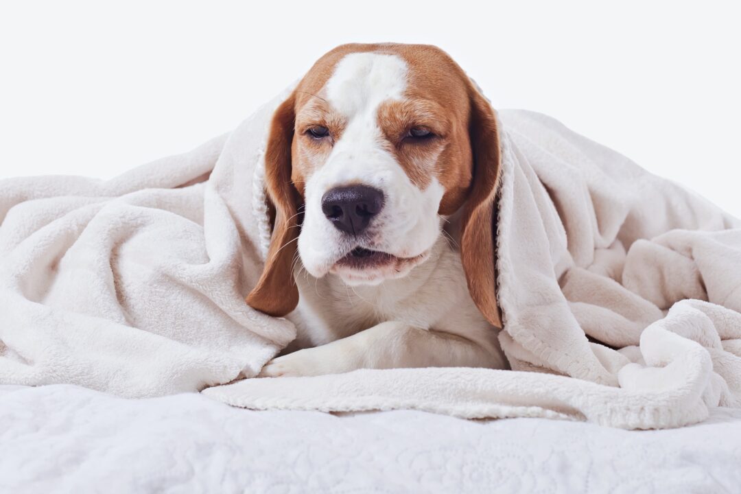 My Dog Sounds Like He Has a Hairball Here's What to Do