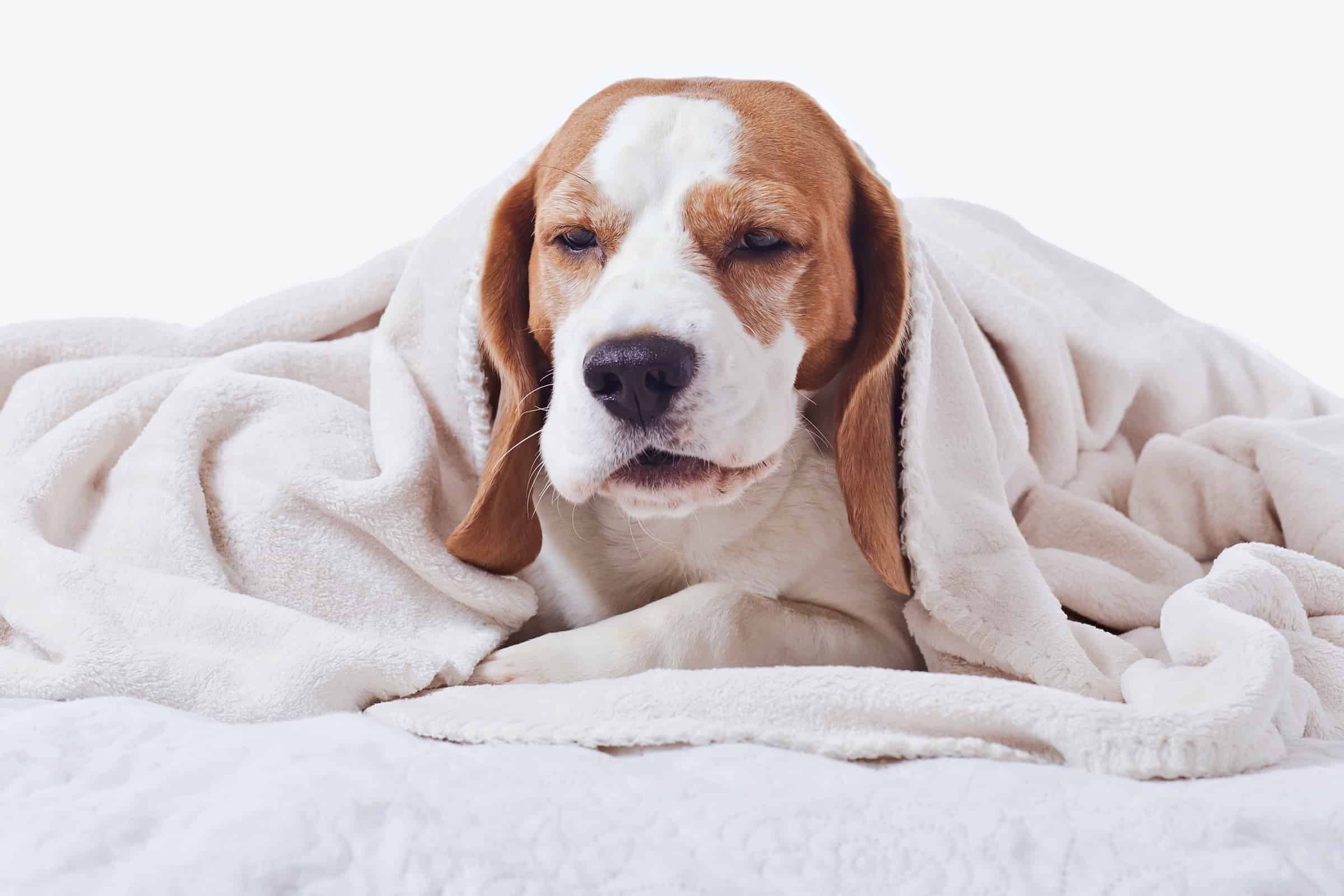 My Dog Sounds Like He Has a Hairball Here's What to Do!