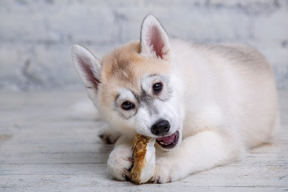 Are Pig Ears Good for Dogs? Everything You Need to Know