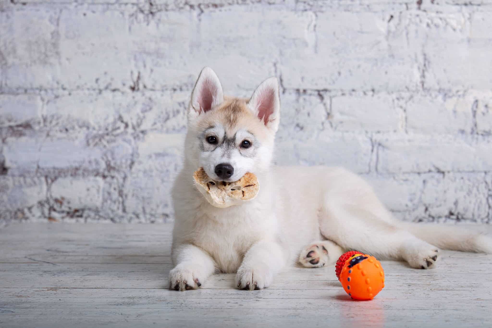 Are Pig Ears Good for Dogs? Everything You Need to Know