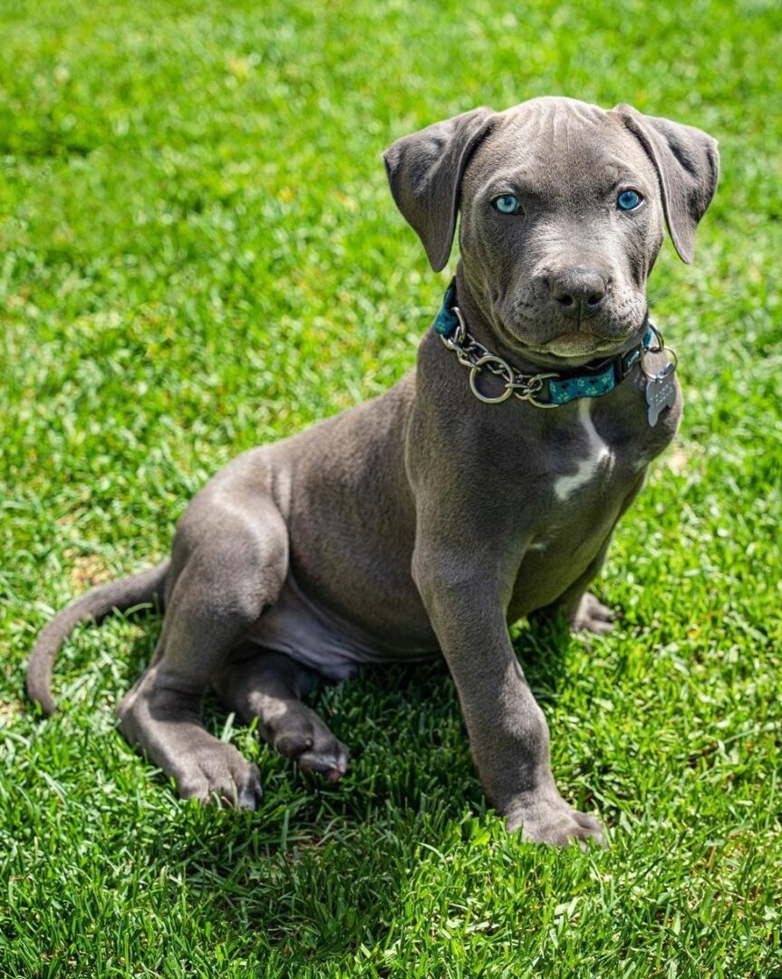 Pitbull With Blue Eyes: Facts, Health & Genetics