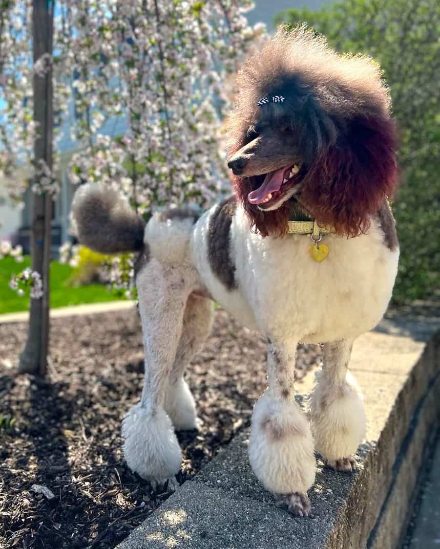 Brown and white parti Poodle standing outside